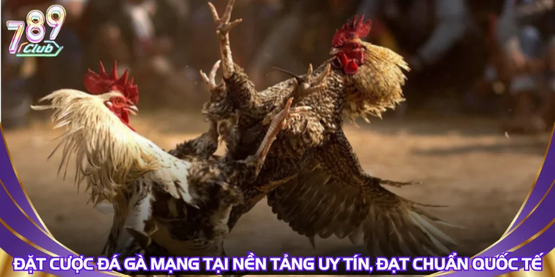 dat-cuoc-da-ga-mang-tai-nen-tang-uy-tin-dat-chuan-quoc-te