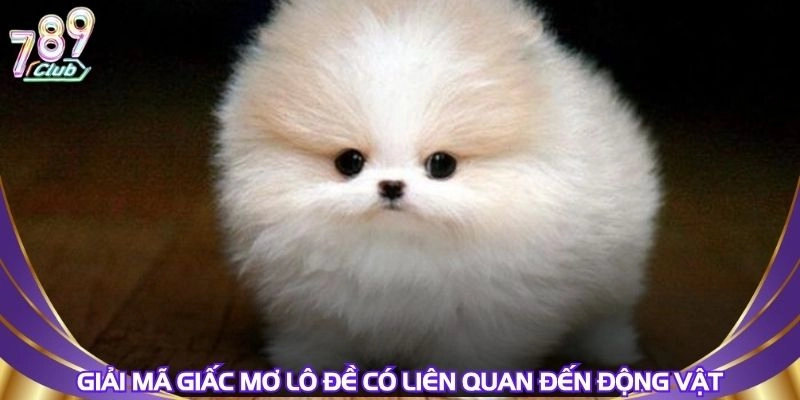 giai-ma-giac-mo-lo-de-co-lien-quan-den-dong-vat
