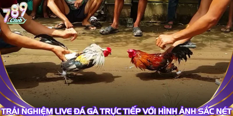 trai-nghiem-live-da-ga-truc-tiep-voi-hinh-anh-sac-net