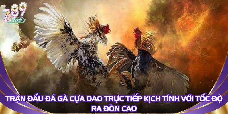 tran-dau-da-ga-cua-dao-truc-tiep-kich-tinh-voi-toc-do-ra-don-cao