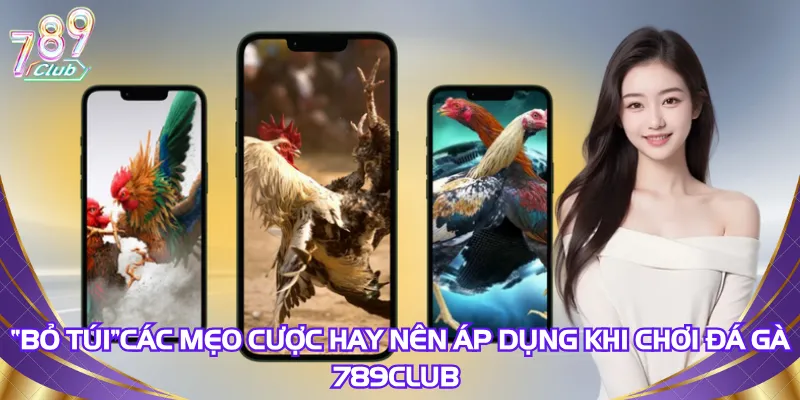 “Bỏ túi” các mẹo cược hay nên áp dụng khi chơi đá gà 789Club