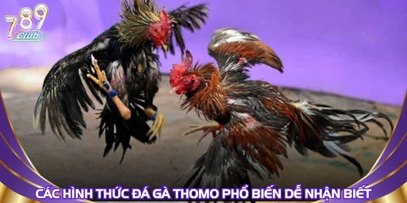 Các hình thức đá gà thomo phổ biến dễ nhận biết