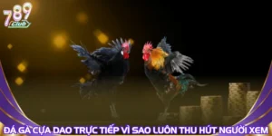 Đá Gà Cựa Dao Trực Tiếp Vì Sao Luôn Thu Hút Người Xem