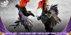 Đá Gà Cựa Sắt | Cách Nhận Diện Thế Đá Giúp Tăng Tỷ Lệ Thắng