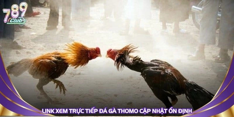 Link xem trực tiếp đá gà thomo cập nhật ổn định