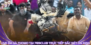 Live Đá Gà Thomo Tại 789Club Trực Tiếp Sắc Nét Ổn Định