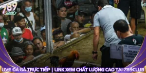 Live Đá Gà Trực Tiếp | Link Xem Chất Lượng Cao Tại 789Club