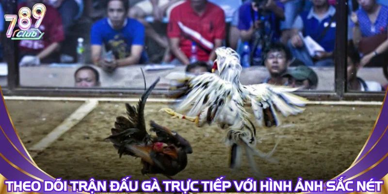 Theo dõi trận đấu gà trực tiếp với hình ảnh sắc nét