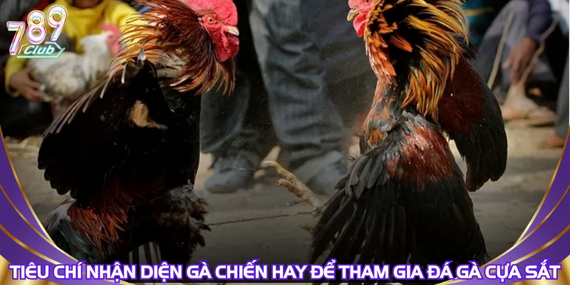 Tiêu chí nhận diện gà chiến hay để tham gia đá gà cựa sắt