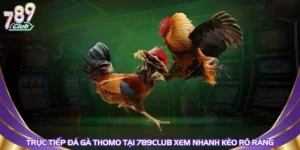 Trực Tiếp Đá Gà Thomo Tại 789Club Xem Nhanh Kèo Rõ Ràng